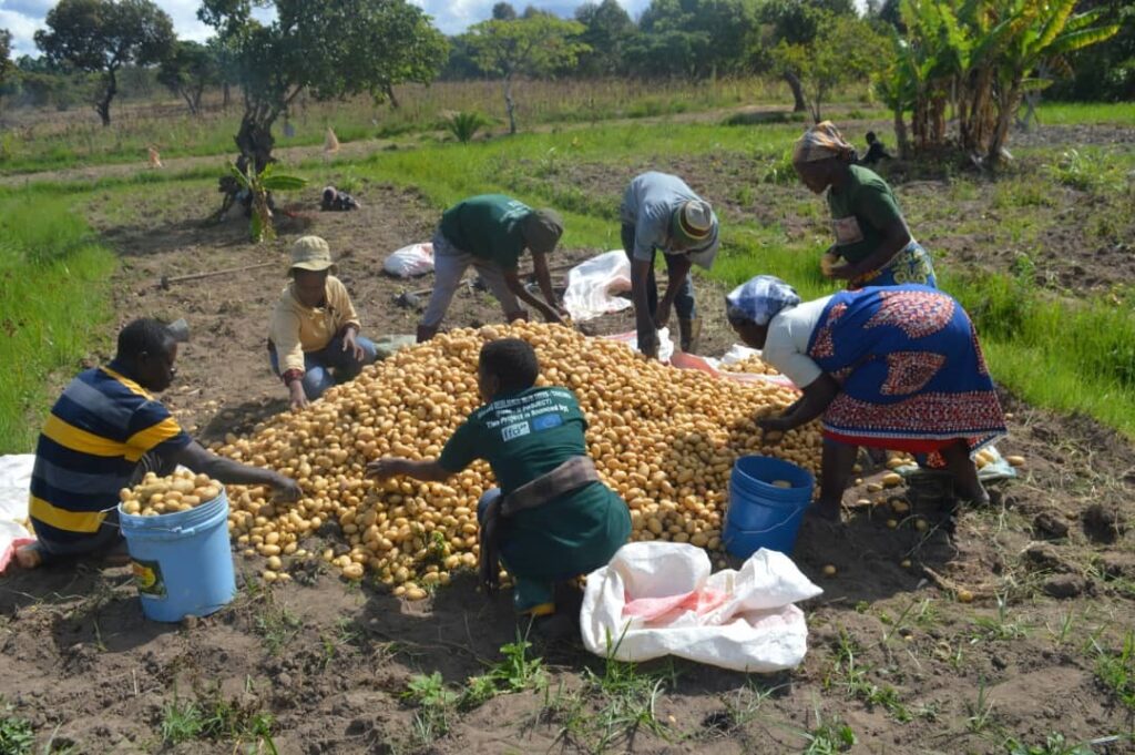 Production of certified seeds of potato